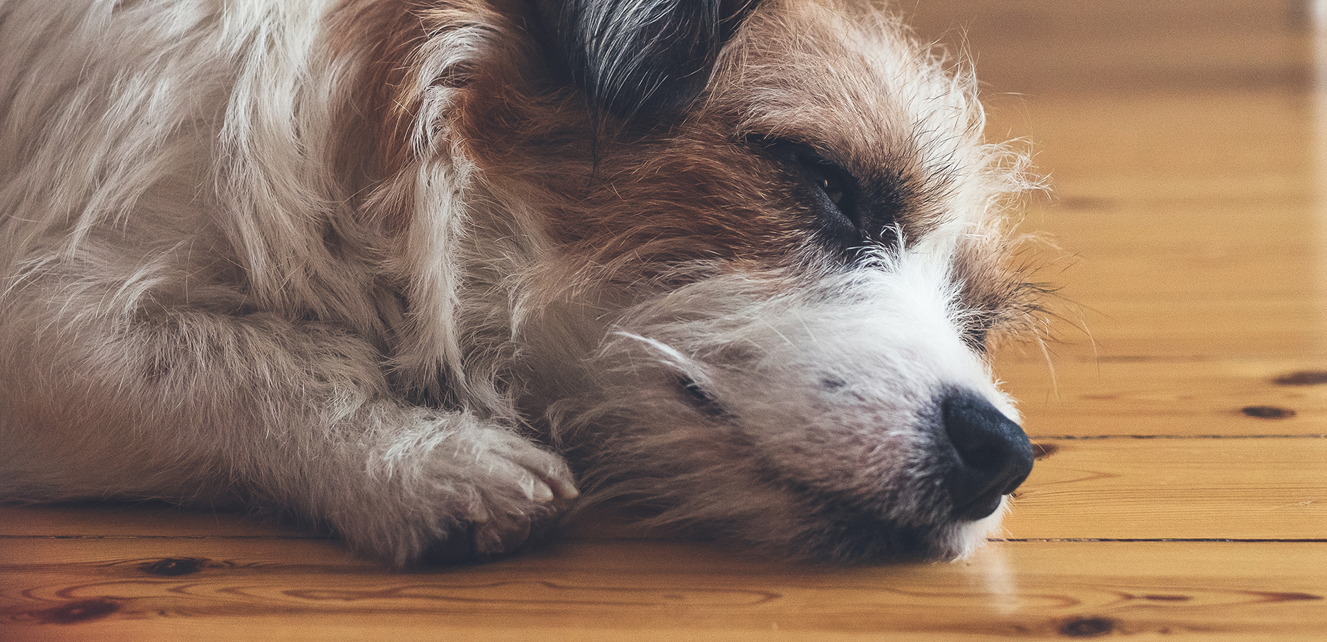 Choosing the Best Pet-Friendly Flooring for Your Home