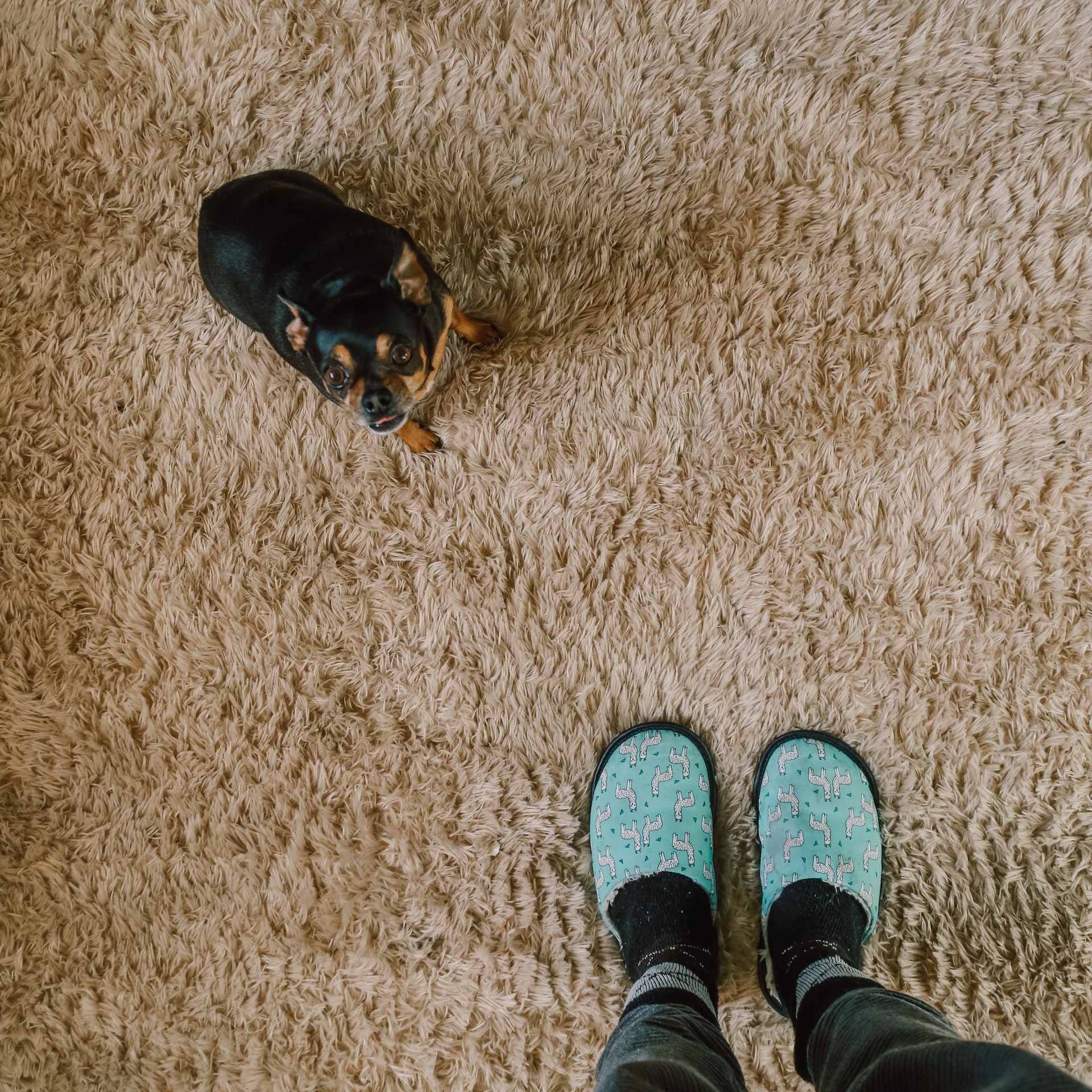 dog on carpet - First Floors